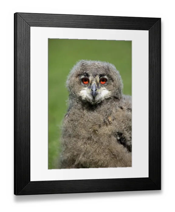 Framed Print : Eurasian Eagle-owl (Bubo bubo) young, close-up of head, Germany Framed Print : Eurasian Eagle-owl (Bubo bubo) young, close-up of head, Germany