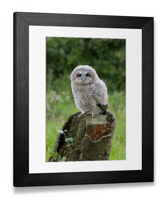 Framed Print : Tawny Owl (Strix aluco) fledgling chick, standing on stump, Suffolk, England, may Framed Print : Tawny Owl (Strix aluco) fledgling chick, standing on stump, Suffolk, England, may