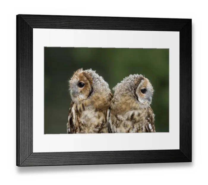 Framed Print : Tawny Owl (Strix aluco) two chicks, nearly fledged, close-up of heads, South Yorkshire, England, july Framed Print : Tawny Owl (Strix aluco) two chicks, nearly fledged, close-up of heads, South Yorkshire, England, july