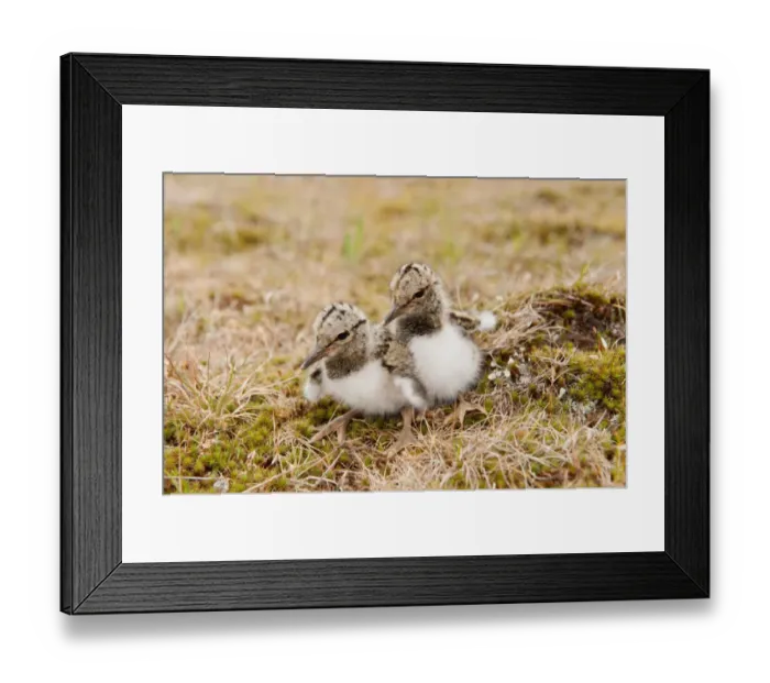 Framed Print : Eurasian Oystercatcher (Haematopus ostralegus) two day-old chicks, sitting near nest in ploughed breckland, Norfolk, England, may