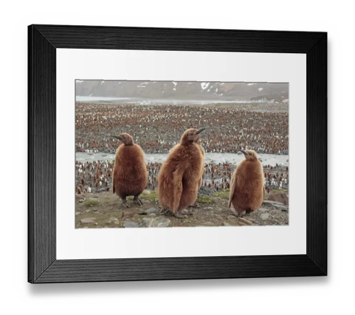 Framed Print : King Penguin (Aptenodytes patagonicus) four chicks, standing, with colony in background, Gold Harbour, South Georgia, november Framed Print : King Penguin (Aptenodytes patagonicus) four chicks, standing, with colony in background, Gold Harbour, South Georgia, november