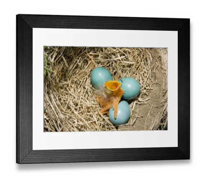 Framed Print : American Robin (Turdus migratorius) newly hatched chick and hatching eggs in nest, U. S. A Framed Print : American Robin (Turdus migratorius) newly hatched chick and hatching eggs in nest, U. S. A