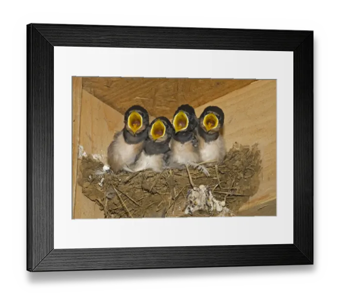 Framed Print : Barn Swallow (Hirundo rustica) four chicks, begging, nesting in shed, Norfolk, England Framed Print : Barn Swallow (Hirundo rustica) four chicks, begging, nesting in shed, Norfolk, England