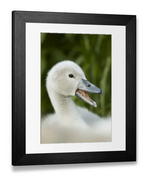 Framed Print : Mute Swan (Cygnus olor) cygnet, calling, close-up of head, Shropshire, England, june Framed Print : Mute Swan (Cygnus olor) cygnet, calling, close-up of head, Shropshire, England, june
