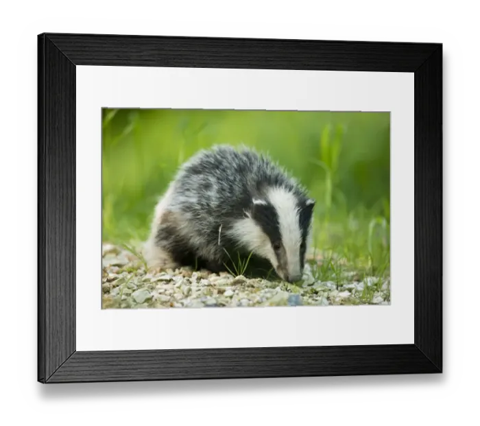 Framed Print : Eurasian Badger (Meles meles) cub, on chalk spoil heap, in daylight, Oxfordshire, England Framed Print : Eurasian Badger (Meles meles) cub, on chalk spoil heap, in daylight, Oxfordshire, England