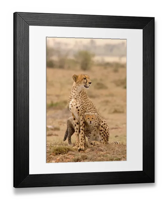 Framed Print : Cheetah (Acinonyx jubatus) adult female with cub, sitting, Masai Mara, Kenya Framed Print : Cheetah (Acinonyx jubatus) adult female with cub, sitting, Masai Mara, Kenya