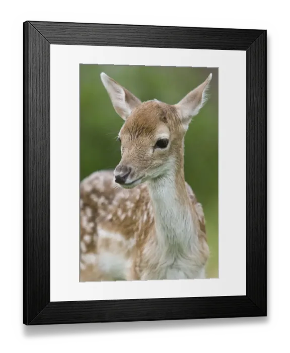 Framed Print : Fallow Deer (Dama dama) fawn, close-up of head, England, spring Framed Print : Fallow Deer (Dama dama) fawn, close-up of head, England, spring