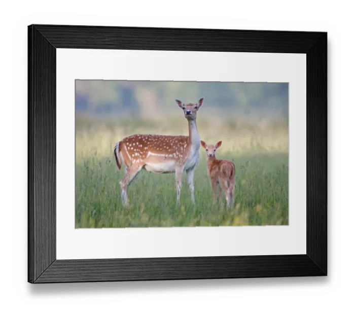 Framed Print : Fallow Deer (Dama dama) doe with two-week old fawn, standing in grass, Suffolk, England, june Framed Print : Fallow Deer (Dama dama) doe with two-week old fawn, standing in grass, Suffolk, England, june