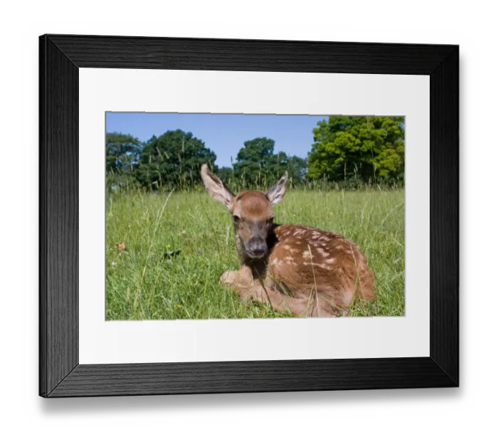 Framed Print : Red Deer (Cervus elaphus) calf, resting in grass, Suffolk, England, june Framed Print : Red Deer (Cervus elaphus) calf, resting in grass, Suffolk, England, june