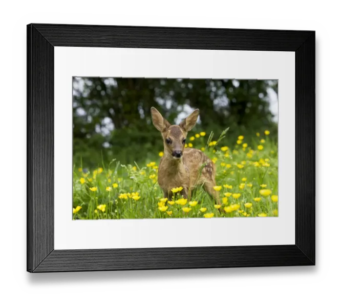 Framed Print : Roe Deer (Capreolus capreolus) fawn, standing amongst wildflowers, Normandy, France, spring Framed Print : Roe Deer (Capreolus capreolus) fawn, standing amongst wildflowers, Normandy, France, spring