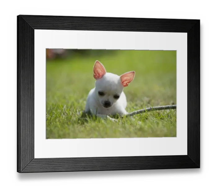 Framed Print : Domestic Dog, Chihuahua, short-haired variety, puppy, playing with stick on lawn, Sweden, august Framed Print : Domestic Dog, Chihuahua, short-haired variety, puppy, playing with stick on lawn, Sweden, august