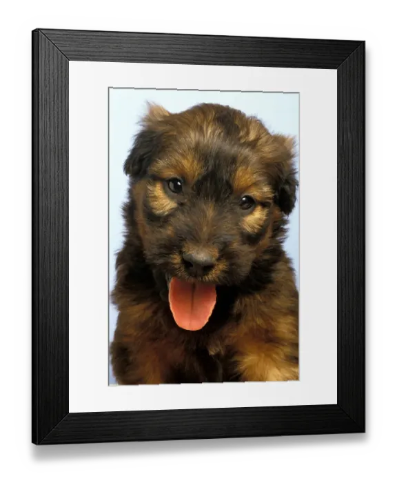 Framed Print : Domestic Dog, Briard, puppy, panting, close-up of head Framed Print : Domestic Dog, Briard, puppy, panting, close-up of head