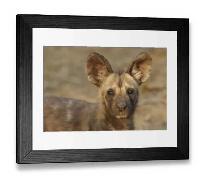 Framed Print : African Wild Dog (Lycaon pictus) pup, close-up of head, Mashatu Game Reserve, Tuli Block, Botswana