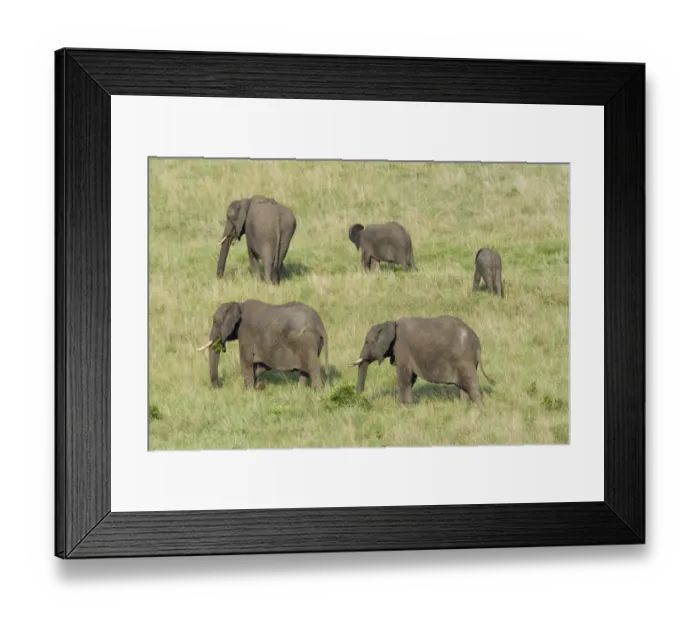 Framed Print : African Elephant (Loxodonta africana) family group, adults and young, feeding in grassland, Masai Mara, Kenya