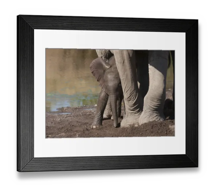 Framed Print : African Elephant (Loxodonta africana) adult female with young calf, at drying riverbed, Mashatu Game Reserve Framed Print : African Elephant (Loxodonta africana) adult female with young calf, at drying riverbed, Mashatu Game Reserve