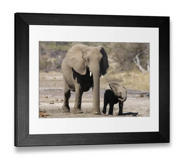 Framed Print : African Elephant (Loxodonta africana) adult female with calf, walking across dry riverbed, Botswana Framed Print : African Elephant (Loxodonta africana) adult female with calf, walking across dry riverbed, Botswana