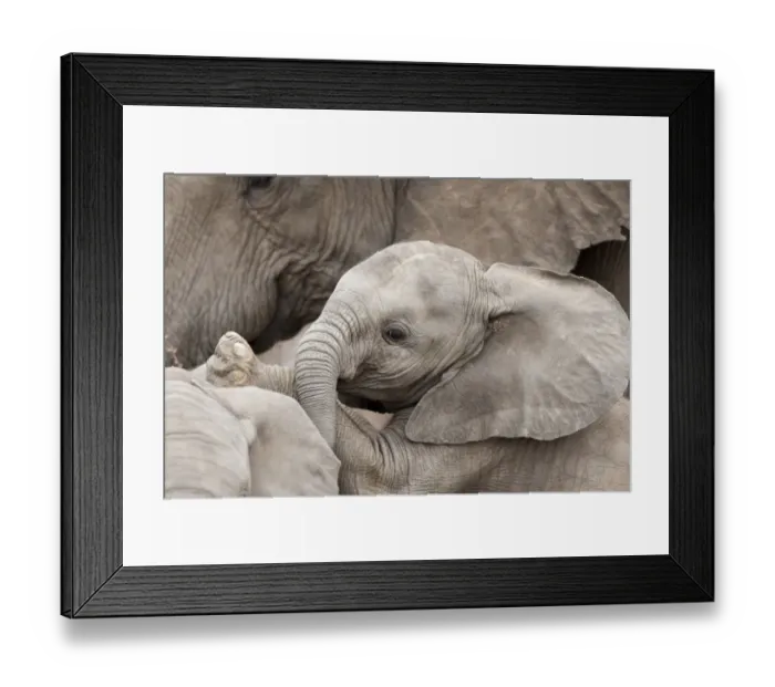 Framed Print : African Elephant (Loxodonta africana) young calf, playing, close-up of head, Mashatu Game Reserve, Tuli Block, Botswana Framed Print : African Elephant (Loxodonta africana) young calf, playing, close-up of head, Mashatu Game Reserve, Tuli Block, Botswana