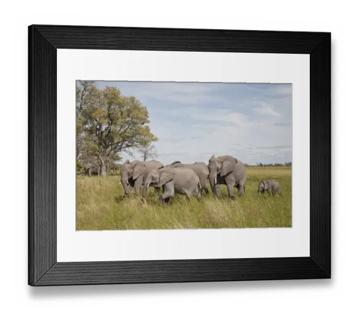 Framed Print : African Elephant (Loxodonta africana) adults with young, walking in wetland, Okavango Delta, Botswana Framed Print : African Elephant (Loxodonta africana) adults with young, walking in wetland, Okavango Delta, Botswana