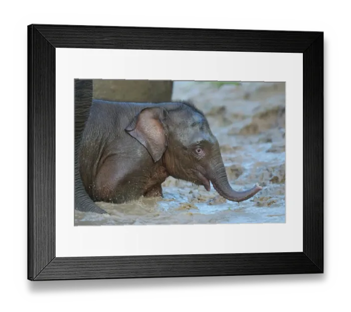 Framed Print : Bornean Elephant (Elephas maximus borneensis) baby, in primary rainforest river, Kinabatangan River, Sukau, Sabah Framed Print : Bornean Elephant (Elephas maximus borneensis) baby, in primary rainforest river, Kinabatangan River, Sukau, Sabah