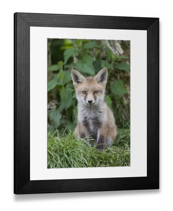 Framed Print : European Red Fox (Vulpes vulpes) cub, sitting near den under hedgerow, Oxfordshire, England, may