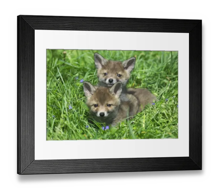Framed Print : European Red Fox (Vulpes vulpes) two young cubs, resting together in grass, Normandy, France Framed Print : European Red Fox (Vulpes vulpes) two young cubs, resting together in grass, Normandy, France