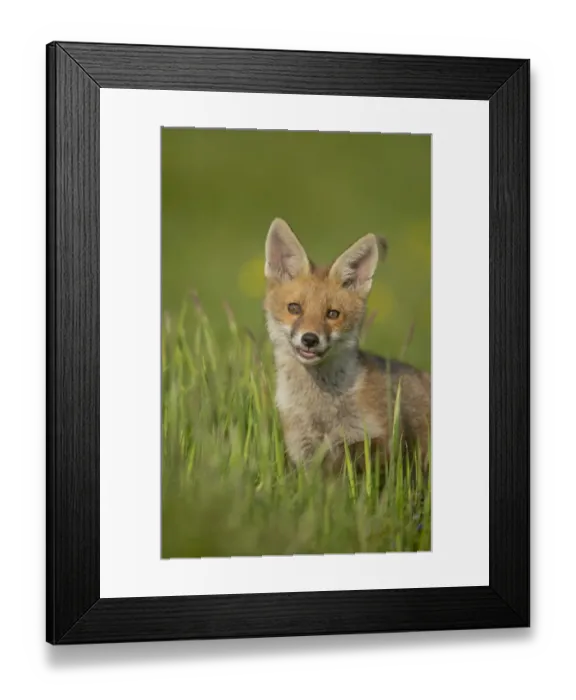 Framed Print : European Red Fox (Vulpes vulpes) cub, alert, standing in meadow, Derbyshire, England, june Framed Print : European Red Fox (Vulpes vulpes) cub, alert, standing in meadow, Derbyshire, England, june
