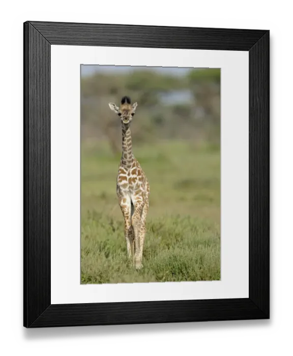 Framed Print : Masai Giraffe (Giraffa camelopardalis tippelskirchi) young, standing in savanna, Serengeti N. P. Tanzania Framed Print : Masai Giraffe (Giraffa camelopardalis tippelskirchi) young, standing in savanna, Serengeti N. P. Tanzania