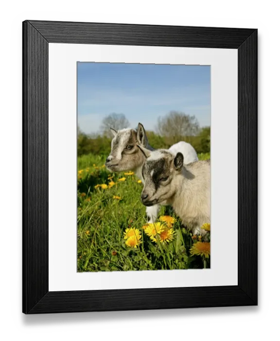Framed Print : Domestic Goat, Pygmy Goat, two three-month old kids, standing in pasture with dandelion flowers, France, spring Framed Print : Domestic Goat, Pygmy Goat, two three-month old kids, standing in pasture with dandelion flowers, France, spring
