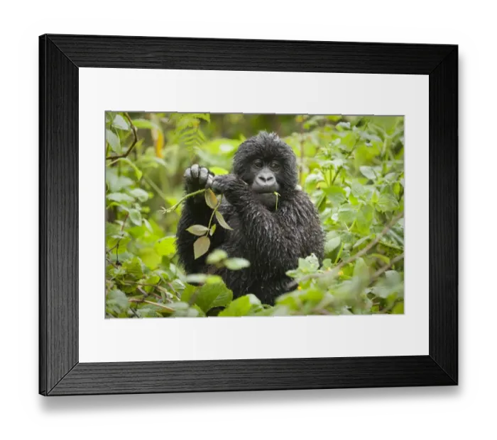 Framed Print : Mountain Gorilla (Gorilla b. beringei) baby, feeding, wet from rain, Parc National des Volcans (Volcanoes N. P. ) Framed Print : Mountain Gorilla (Gorilla b. beringei) baby, feeding, wet from rain, Parc National des Volcans (Volcanoes N. P. )