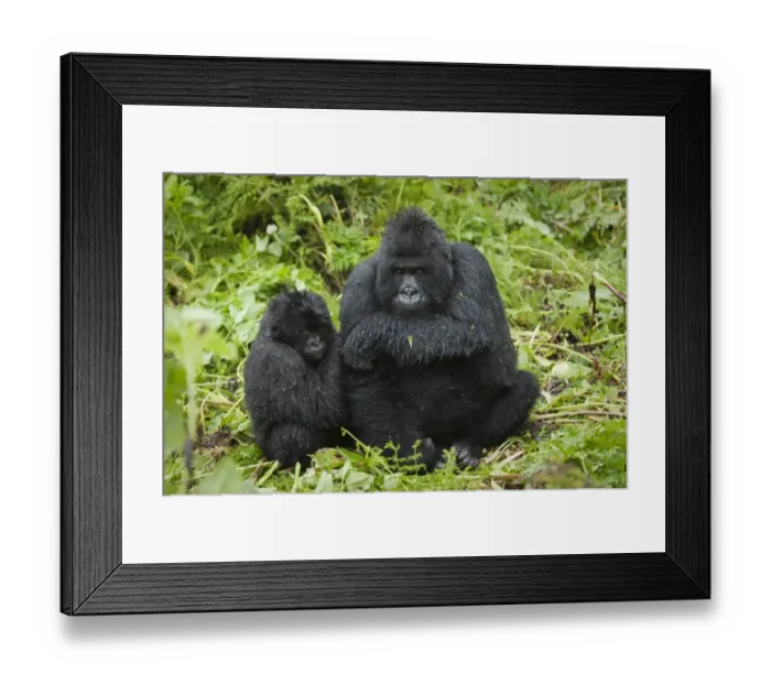 Framed Print : Mountain Gorilla (Gorilla b. beringei) immature and baby, wet from rain, Parc National des Volcans (Volcanoes N. P. )