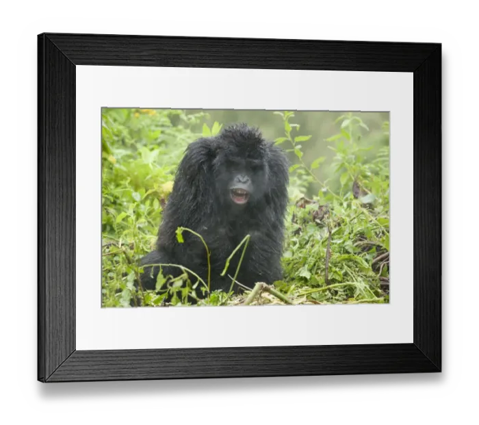 Framed Print : Mountain Gorilla (Gorilla b. beringei) young, sitting in rain, Parc National des Volcans (Volcanoes N. P. ) Framed Print : Mountain Gorilla (Gorilla b. beringei) young, sitting in rain, Parc National des Volcans (Volcanoes N. P. )