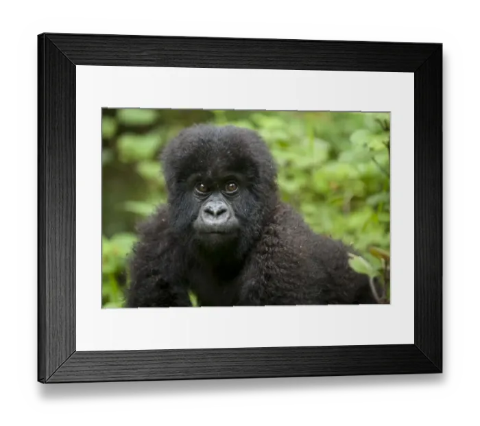 Framed Print : Mountain Gorilla (Gorilla b. beringei) baby, close-up of head, Parc National des Volcans (Volcanoes N. P. ) Framed Print : Mountain Gorilla (Gorilla b. beringei) baby, close-up of head, Parc National des Volcans (Volcanoes N. P. )