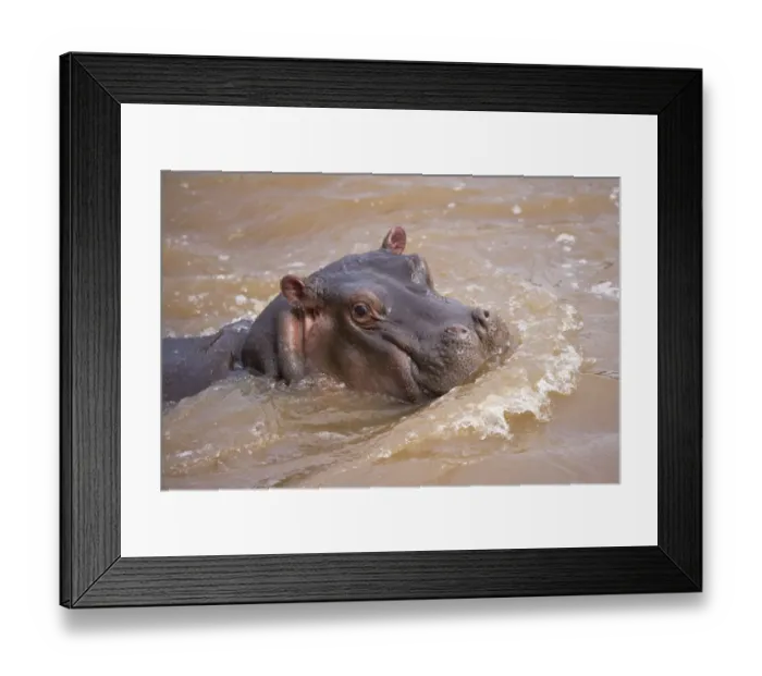 Framed Print : Hippopotamus (Hippopotamus amphibius) young, close-up of head, in water, Masai Mara, Kenya