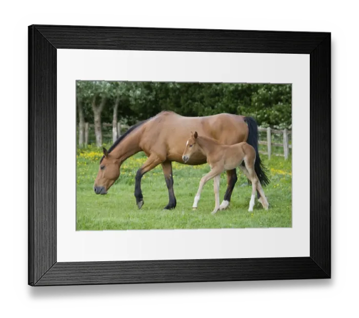 Framed Print : Horse, mare with young foal, walking in paddock, Oxfordshire, England, may Framed Print : Horse, mare with young foal, walking in paddock, Oxfordshire, England, may
