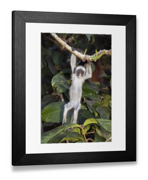 Framed Print : Kirks Red Colobus monkey (Procolobus kirkii) island endemic, baby hanging in tree, Jozani Forest, Zanzibar, Tanzania Framed Print : Kirks Red Colobus monkey (Procolobus kirkii) island endemic, baby hanging in tree, Jozani Forest, Zanzibar, Tanzania