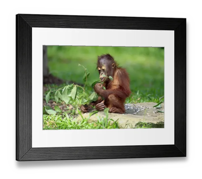 Framed Print : Bornean Orang-utan (Pongo pygmaeus) young, feeding on leaves, sitting on ground (captive) Framed Print : Bornean Orang-utan (Pongo pygmaeus) young, feeding on leaves, sitting on ground (captive)