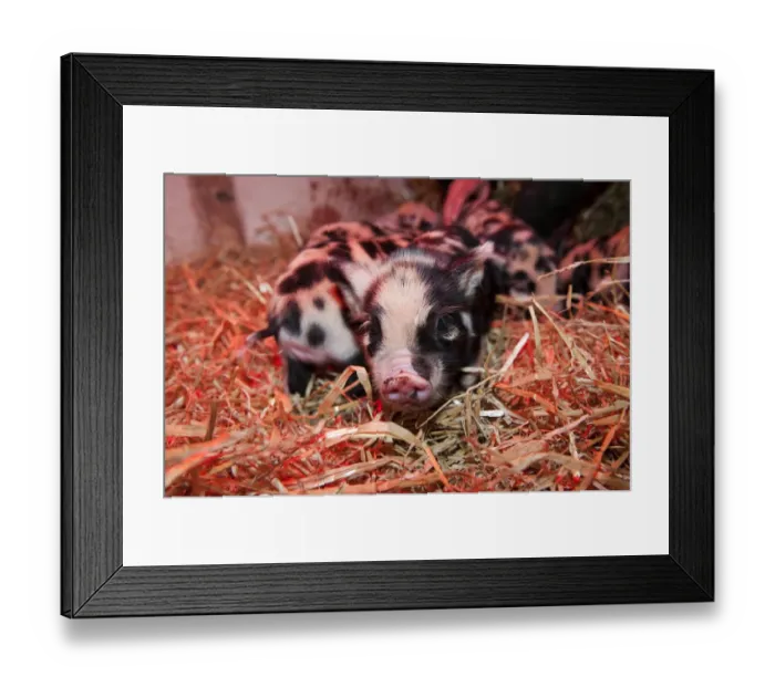 Framed Print : Domestic Pig, Kune Kune piglets, under heat lamp, England Framed Print : Domestic Pig, Kune Kune piglets, under heat lamp, England