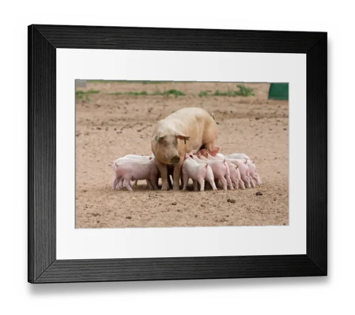 Framed Print : Domestic Pig, Large White x Landrace x Duroc, freerange sow with piglets, suckling, on outdoor unit, England, june Framed Print : Domestic Pig, Large White x Landrace x Duroc, freerange sow with piglets, suckling, on outdoor unit, England, june