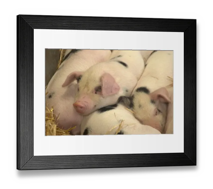 Framed Print : Domestic Pig, Gloucester Old Spot piglets, sleeping, close-up of heads, Royal Bath and West Show, England Framed Print : Domestic Pig, Gloucester Old Spot piglets, sleeping, close-up of heads, Royal Bath and West Show, England