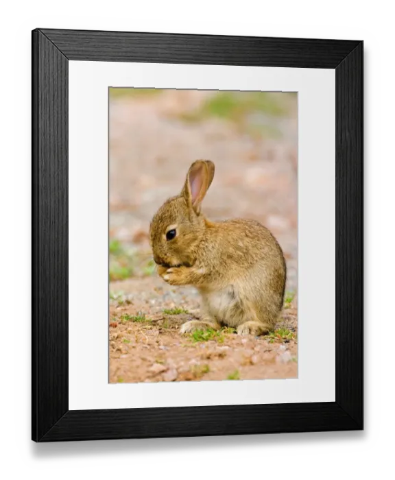 Framed Print : European Rabbit (Oryctolagus cuniculus) baby, grooming, Suffolk, England, may Framed Print : European Rabbit (Oryctolagus cuniculus) baby, grooming, Suffolk, England, may