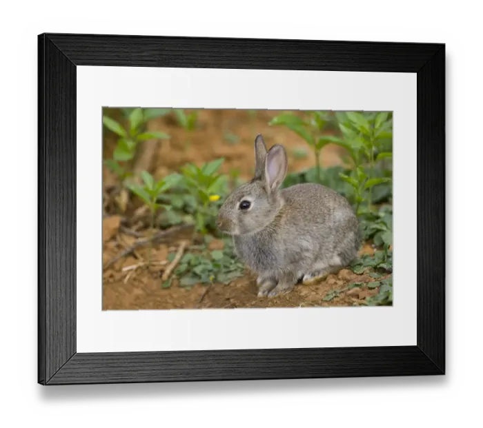 Framed Print : European Rabbit (Oryctolagus cuniculus) young, sitting under hedgerow near warren, Oxfordshire, England, april Framed Print : European Rabbit (Oryctolagus cuniculus) young, sitting under hedgerow near warren, Oxfordshire, England, april