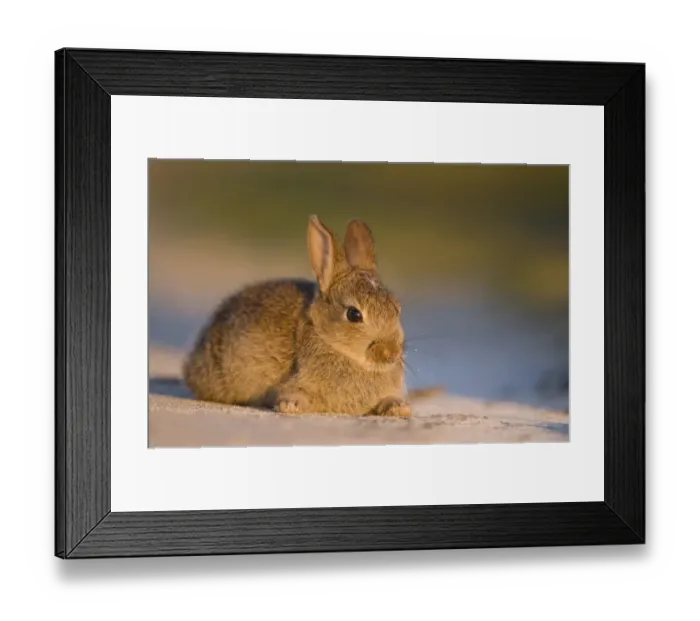 Framed Print : European Rabbit (Oryctolagus cuniculus) young, resting on sandy track, Isle of Lewis, Outer Hebrides, Scotland, may Framed Print : European Rabbit (Oryctolagus cuniculus) young, resting on sandy track, Isle of Lewis, Outer Hebrides, Scotland, may