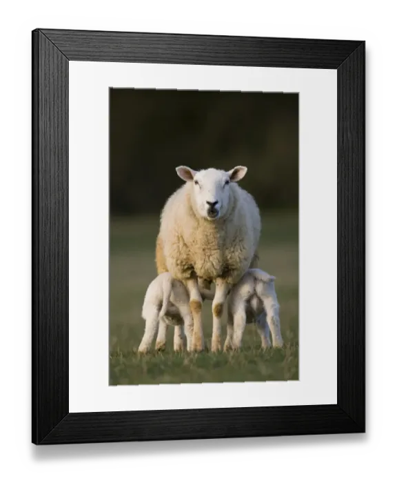 Framed Print : Domestic Sheep, ewe with twin lambs suckling, standing in pasture, Oxfordshire, England Framed Print : Domestic Sheep, ewe with twin lambs suckling, standing in pasture, Oxfordshire, England