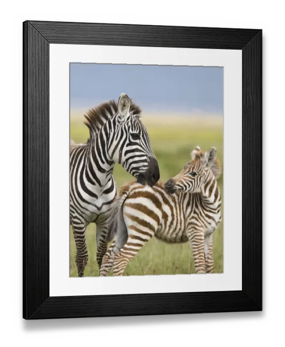 Framed Print : Common Zebra (Equus quagga) adult female, grooming foal, Lake Nakuru, Great Rift Valley, Kenya Framed Print : Common Zebra (Equus quagga) adult female, grooming foal, Lake Nakuru, Great Rift Valley, Kenya