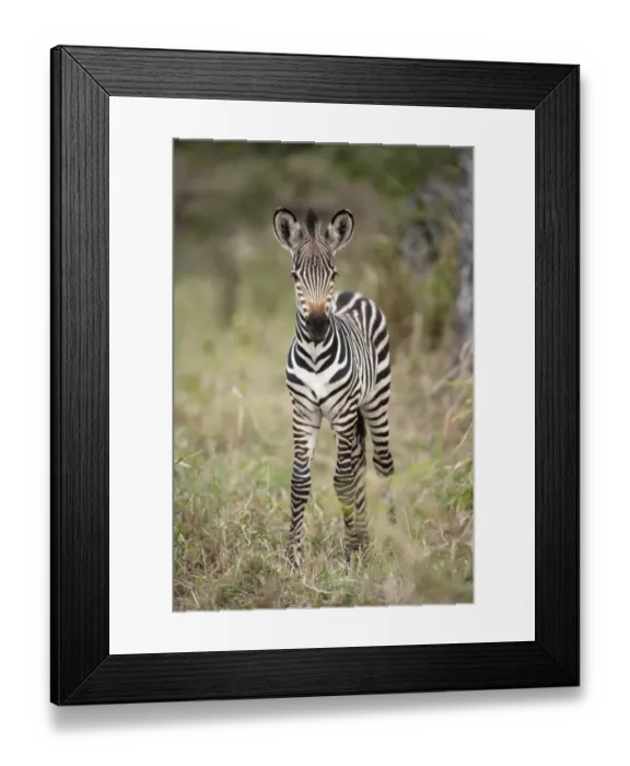 Framed Print : Burchells Zebra (Equus quagga burchellii) foal, standing on grass, Majete Wildlife Reserve, Malawi Framed Print : Burchells Zebra (Equus quagga burchellii) foal, standing on grass, Majete Wildlife Reserve, Malawi
