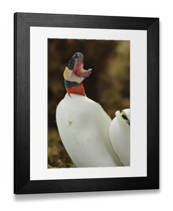 Framed Print : Pueblan Milk Snake (Lampropeltis triangulum campbelli) young, with mouth open, hatching from egg, Mexico Framed Print : Pueblan Milk Snake (Lampropeltis triangulum campbelli) young, with mouth open, hatching from egg, Mexico