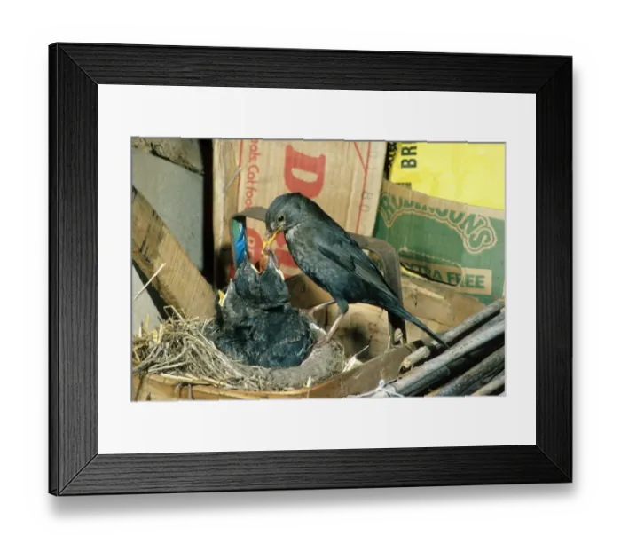 Framed Print : Blackbird (Turdus merula) At nest feeding young in garden shed Framed Print : Blackbird (Turdus merula) At nest feeding young in garden shed