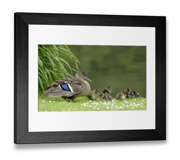 Framed Print : Mallard Duck (Anas platyrhynchos) adult female, with newly hatched ducklings, at edge of water, West Sussex, England
