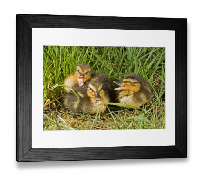 Framed Print : Mallard Duck (Anas platyrhynchos) three ducklings, calling, Suffolk, England, may