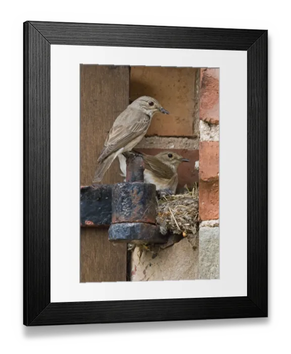 Framed Print : Spotted Flycatcher (Muscicapa striata) adult pair, at nest with chicks, nest behind hinge on barn door, England, june Framed Print : Spotted Flycatcher (Muscicapa striata) adult pair, at nest with chicks, nest behind hinge on barn door, England, june